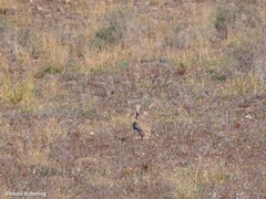 Chlamydotis undulata