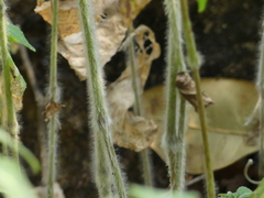Strobilanthes ixiocephala