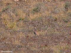 Chlamydotis undulata