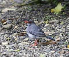 Turdus plumbeus