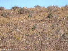 Chlamydotis undulata