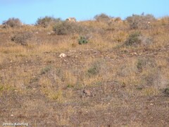 Chlamydotis undulata