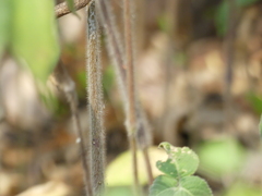 Strobilanthes ixiocephala
