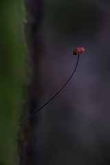 Marasmiaceae