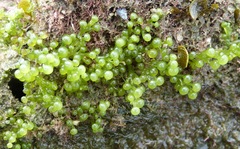 Caulerpa
