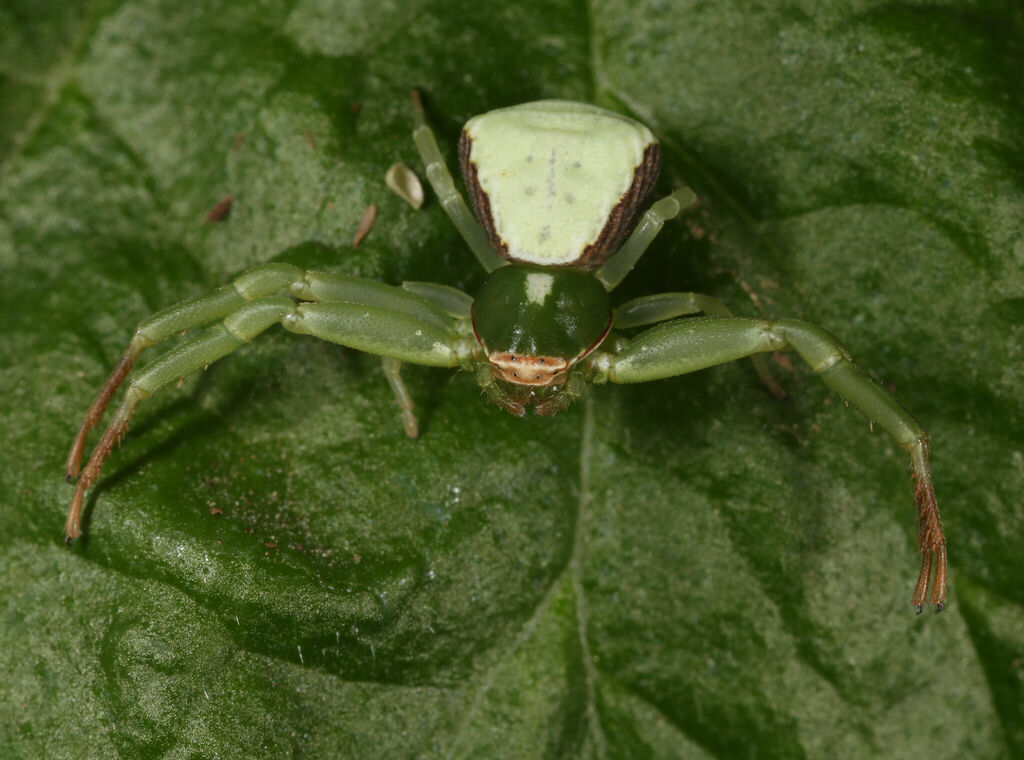 Misumenoides vazquezae