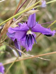 Arthropodium strictum