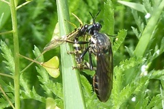 Dioctria atricapilla