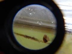 Chydoridae