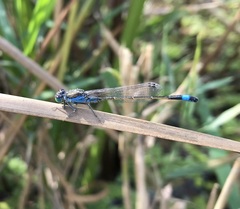 Ischnura fountaineae