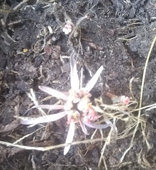 Euphorbia radians