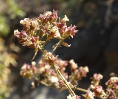 Strobilanthes ixiocephala