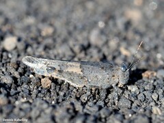 Sphingonotus pachecoi