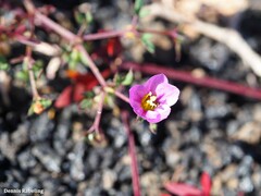 Fagonia cretica