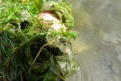 Callitriche hermaphroditica