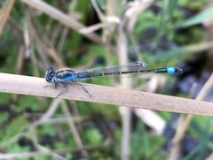 Ischnura fountaineae