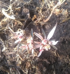 Euphorbia radians