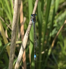 Ischnura fountaineae