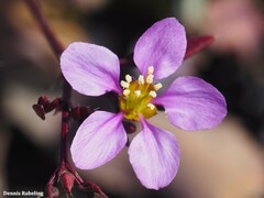 Fagonia cretica