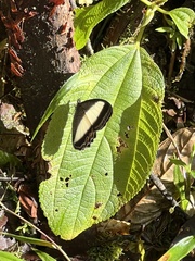 Oressinoma typhla