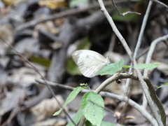 Pieriballia viardi