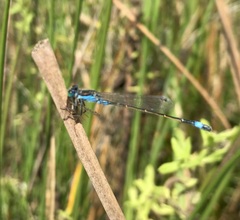 Ischnura fountaineae