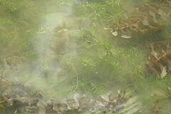 Callitriche hermaphroditica