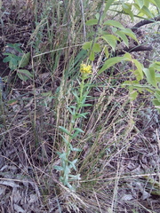 Erysimum marschallianum