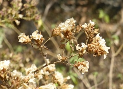 Strobilanthes ixiocephala