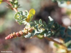Atriplex glauca ifniensis