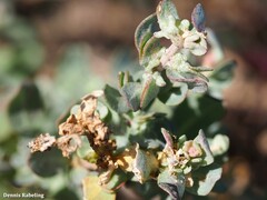 Atriplex glauca ifniensis