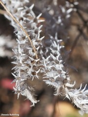 Atractylis cancellata