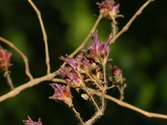 Strobilanthes ixiocephala