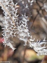 Atractylis cancellata