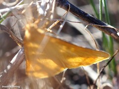 Aspitates collinaria