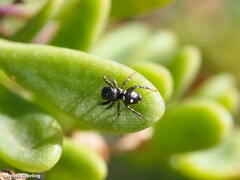 Heliophanus agricoloides