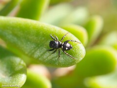 Heliophanus agricoloides