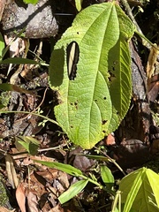 Oressinoma typhla