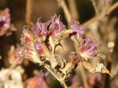 Strobilanthes ixiocephala