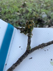 Teloschistes chrysophthalmus