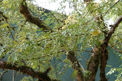 Gleditsia triacanthos