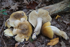 Tricholoma subsejunctum