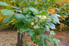 Ptelea trifoliata