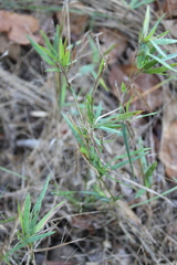 Dichanthelium scribnerianum