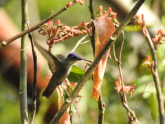 Saucerottia cyanocephala