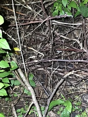 Rieppeleon kerstenii