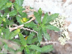 Forsskaolea angustifolia