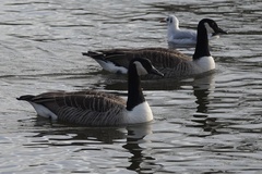 Branta canadensis
