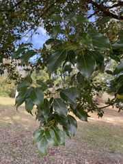 Cinnamomum camphora