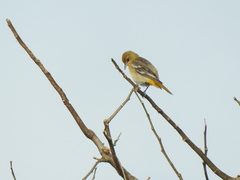 Icterus galbula